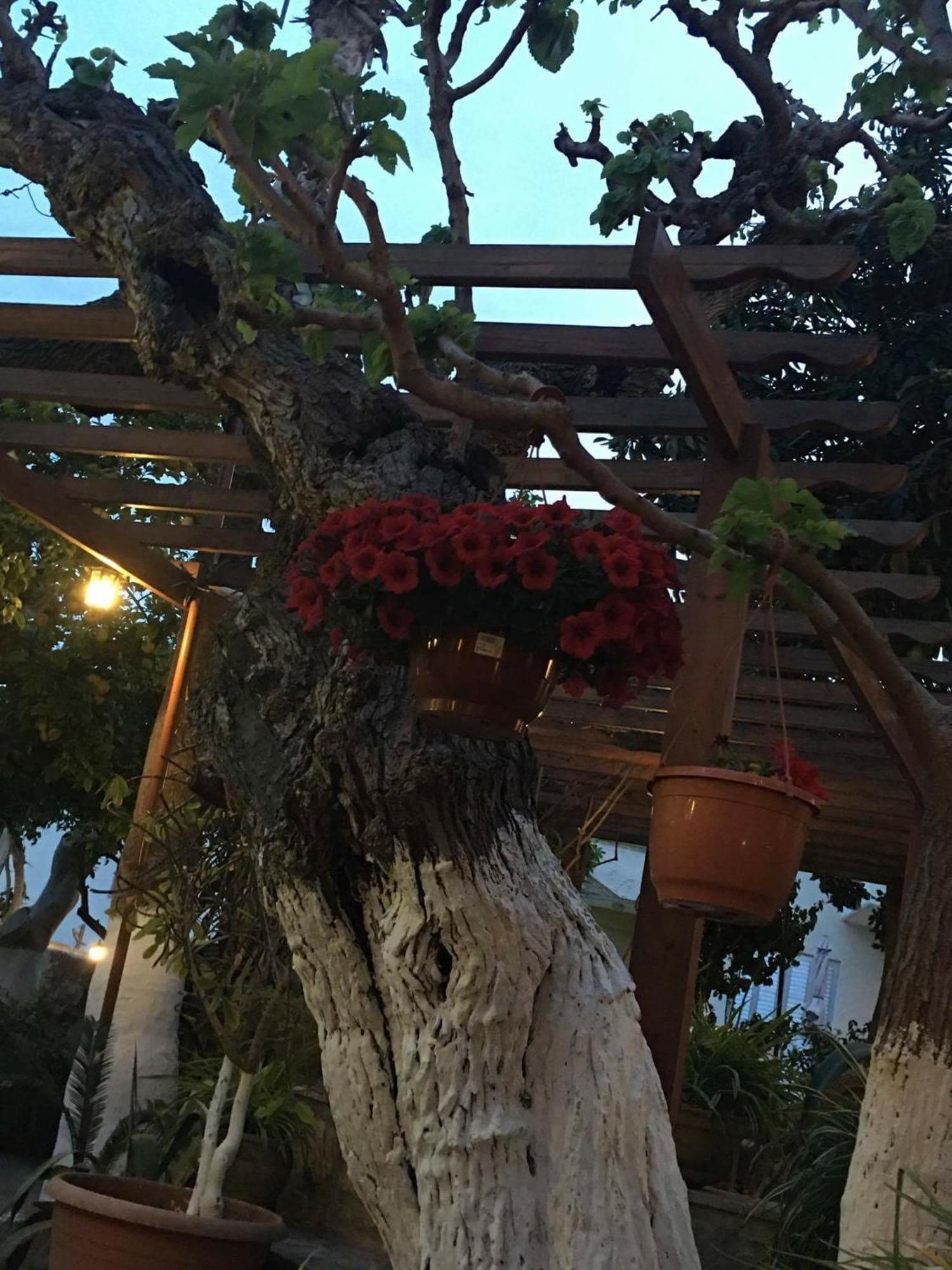 פיסורי The Bunch Of Grapes Inn מראה חיצוני תמונה